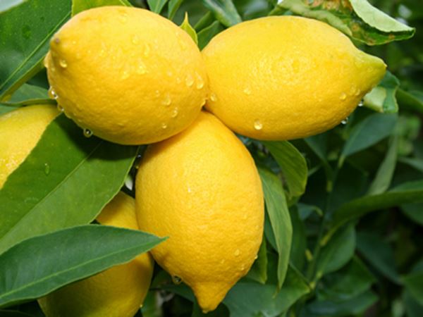 Hidden Health Secrets of Lemons Benefits of Lemons