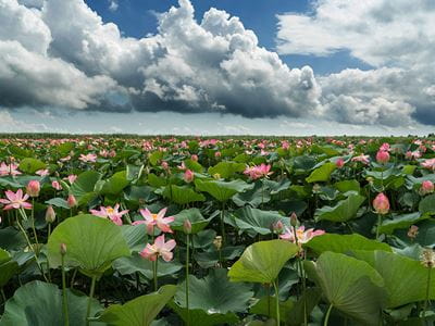 water lilies