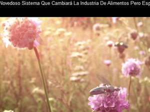 Abejas roboticas