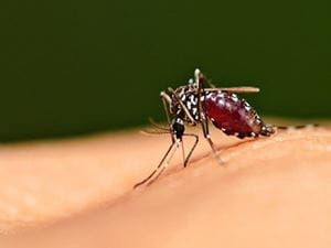 Sonora en alerta ante la fiebre chikungunya