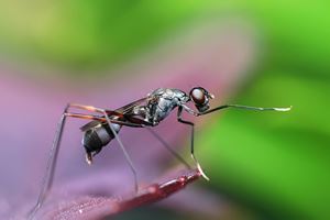 Técnicas Naturales Para Alejar A Los Insectos De Casa