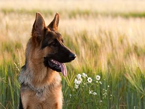 German shepherd