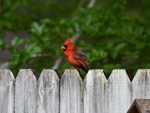 cardinals