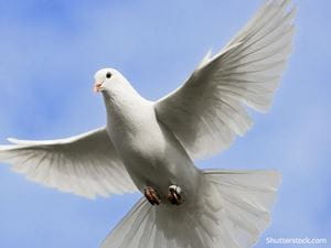 animal dove peace faith sky