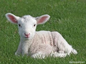 animal lamb on grass easter