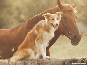 animals horse dog