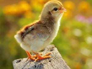 chick