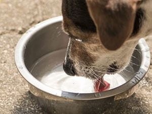 dog drinking