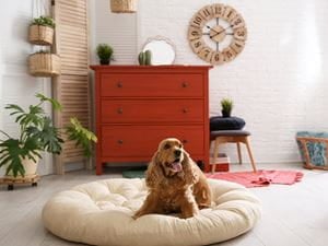 pet-friendly-home