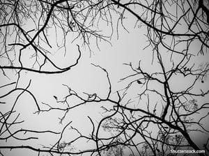 depression-trees-sky-grey