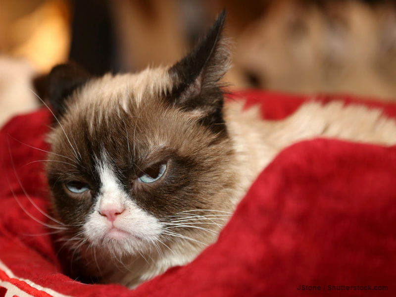 original grumpy cat original grumpy cat