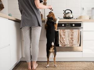 pet in kitchen