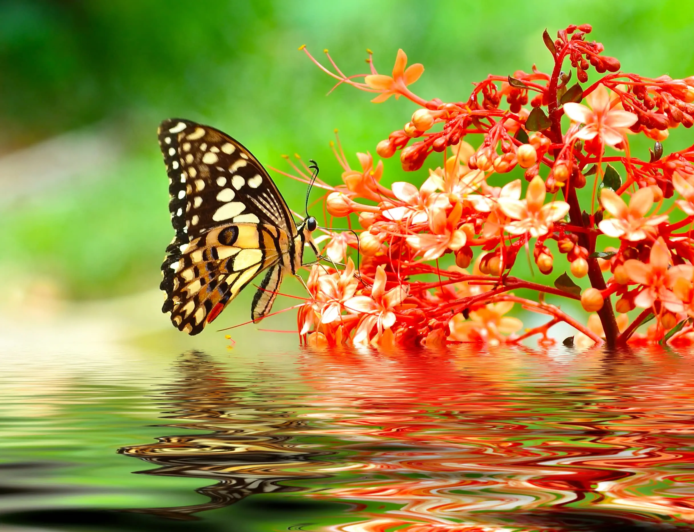 butterfly on red flower in water