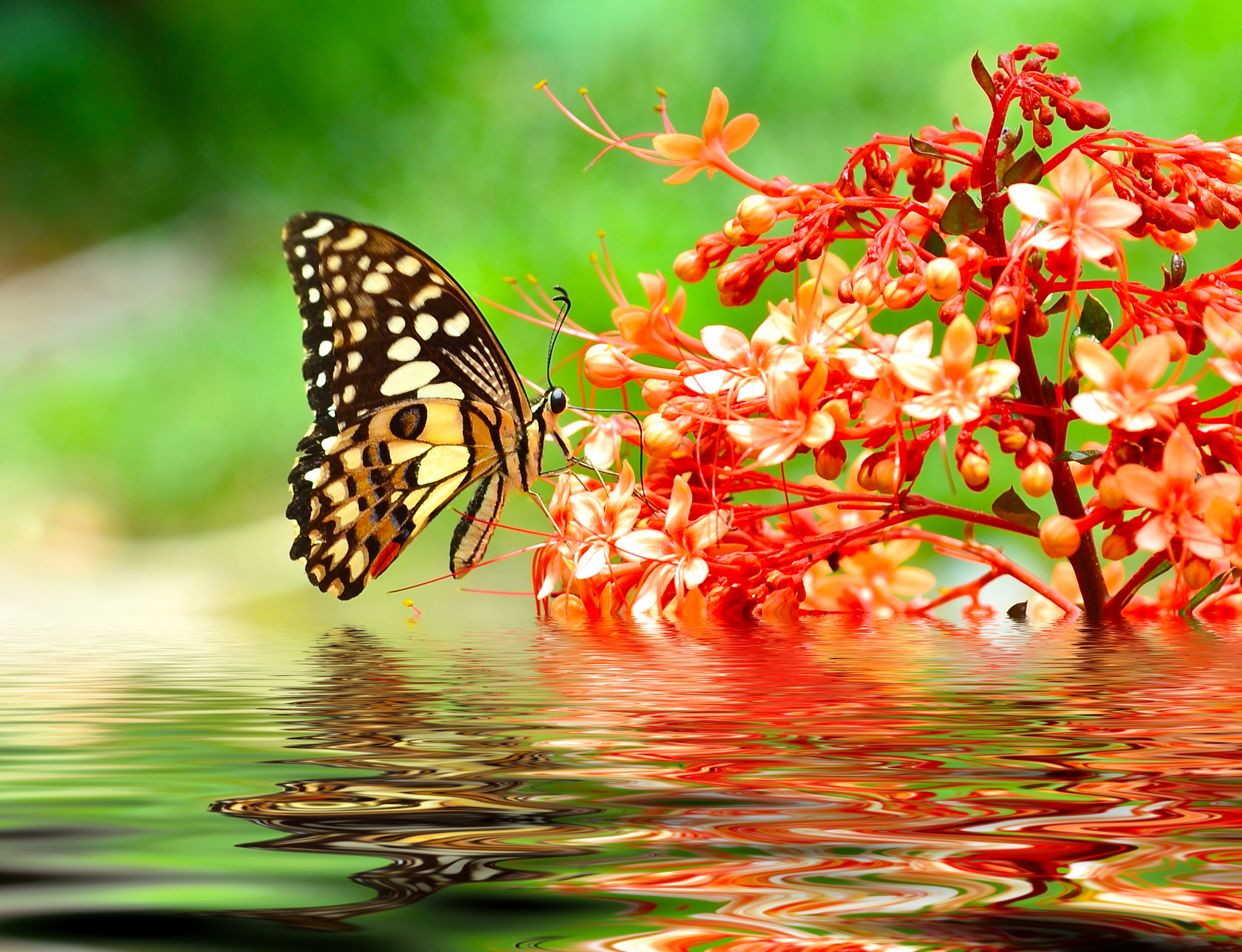 butterfly on red flower in water