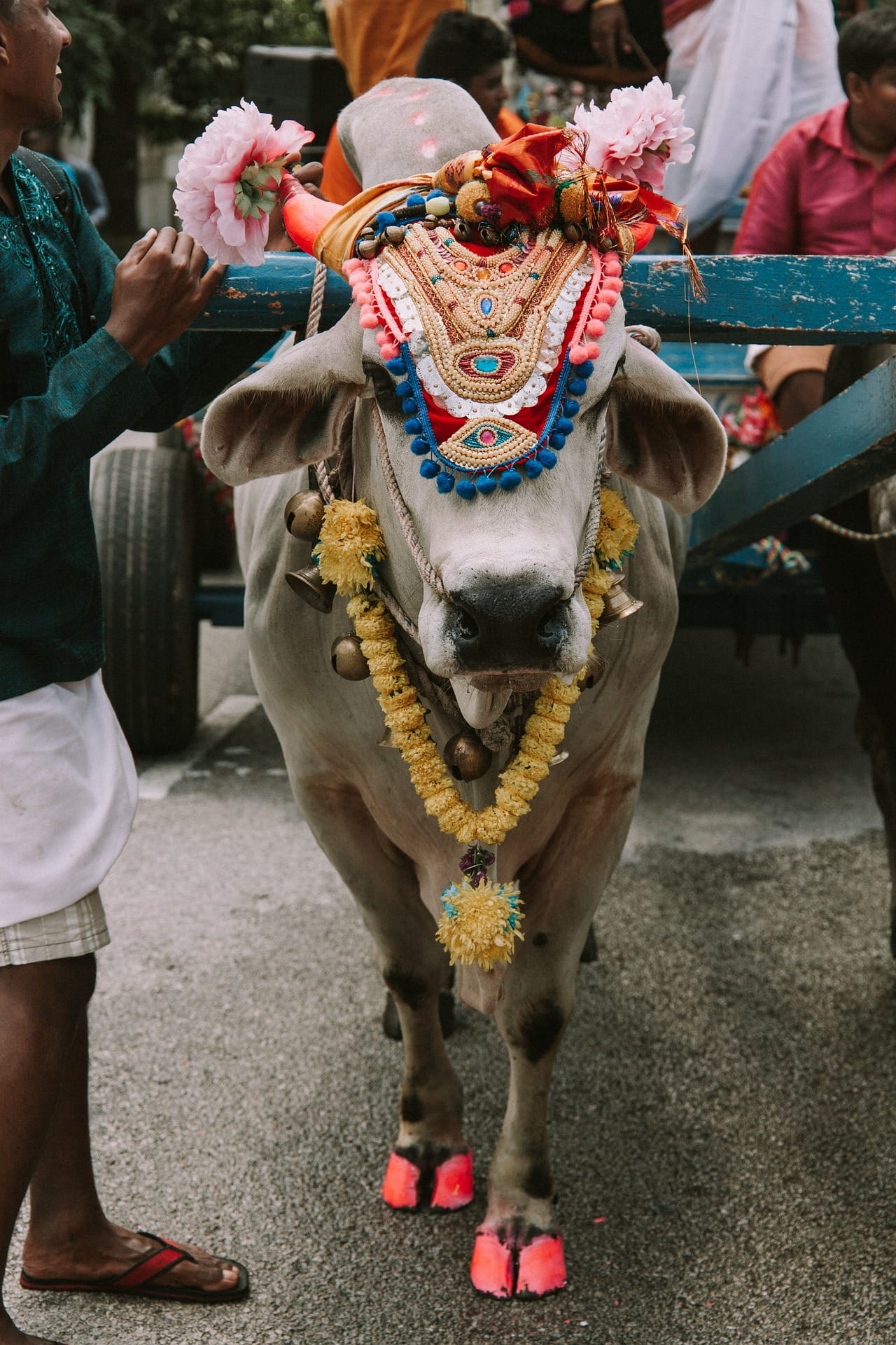 Why Is the Cow Important to Hindus? The Importance of