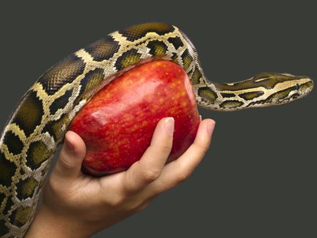 Apple, snake