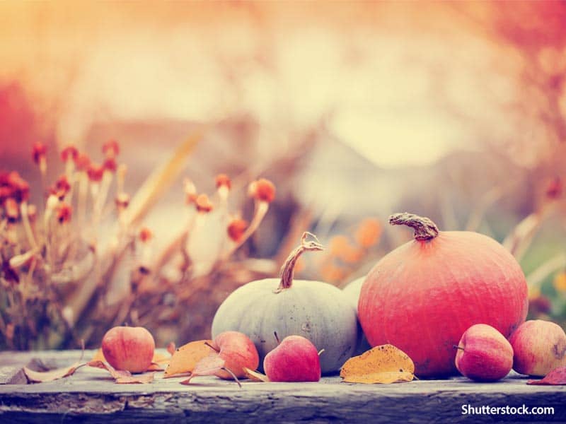 Nature Pumpkins