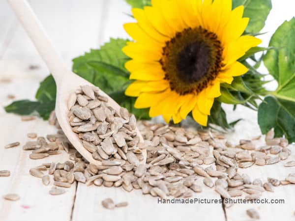 Sunflower Seeds