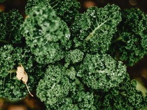 kale