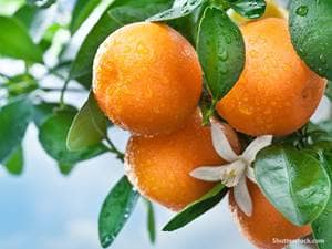 oranges-tree-blossom-fruit