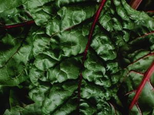 swiss chard