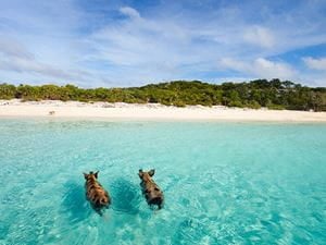 Exuma Bahamas