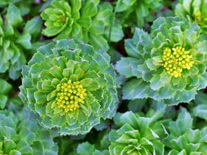 Rhodiola Rosea