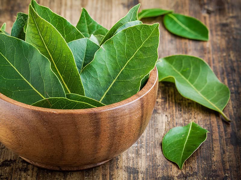 Fresh bay leaves