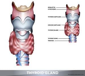 Thyroid