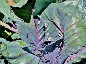 red cabbage 