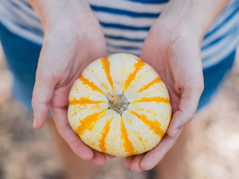 holiday-fall-thanksgiving-pumpkin-hands-give