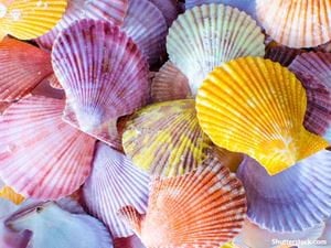 colors shells