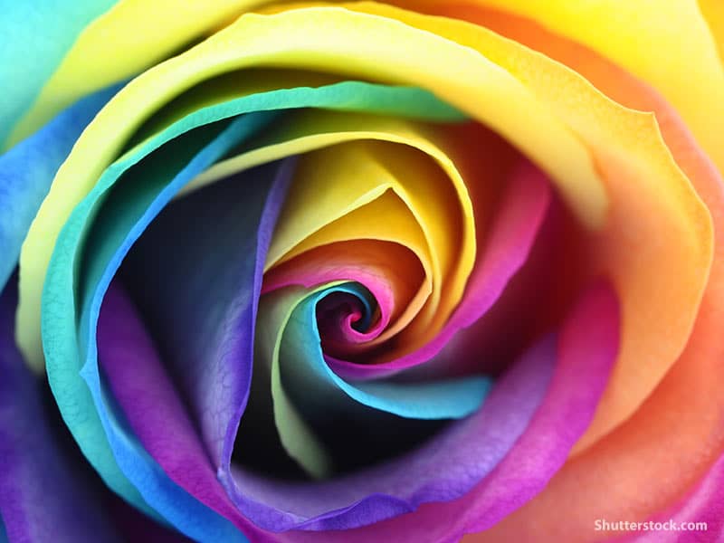 flower-rose-colorful-closeup