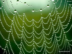 spider-web-closeup-dew