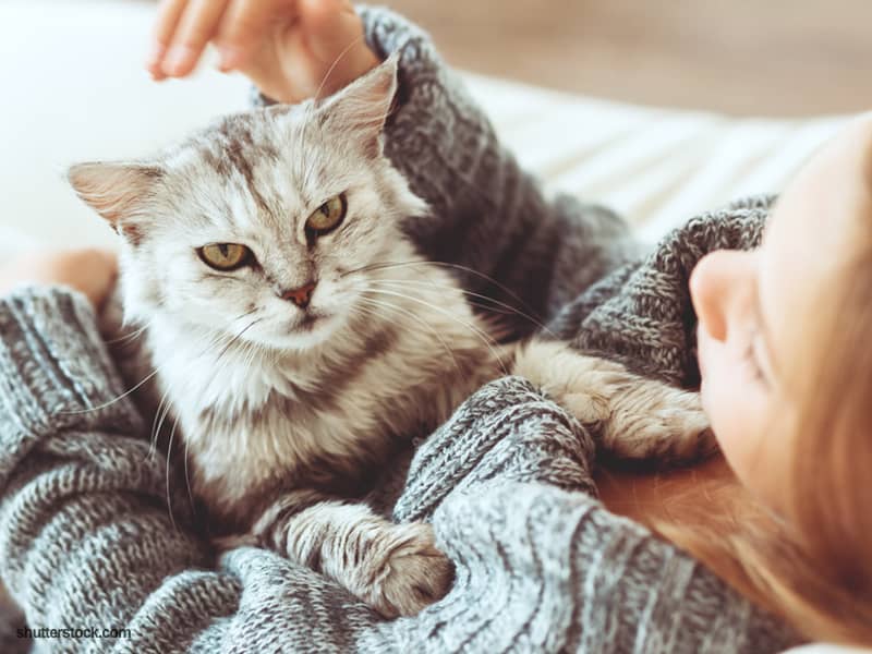 6 Ways Cats Can Save Your Life l Health Benefits From Cats l Home and ...