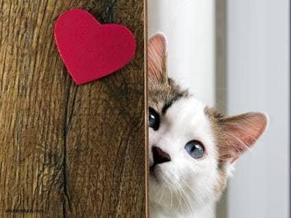 6 Ways Pets Can Teach about Forgiveness - Beliefnet