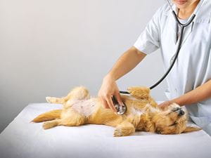 Dog being examined by vet