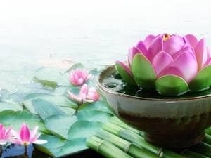 flower-lotus-meditation-water