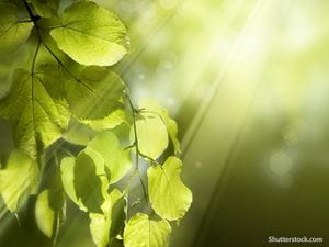 nature plant sunlight