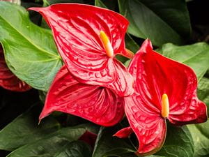 Anthurium