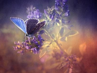 Resultado de imagem para angel butterfly