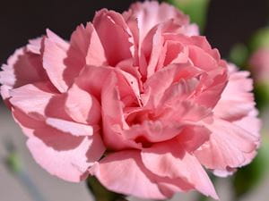 carnation