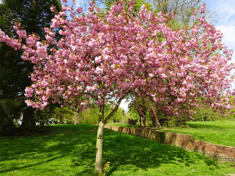 Blossom Trees