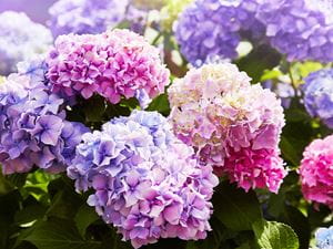 hydrangeas