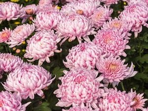 chrysanthemum