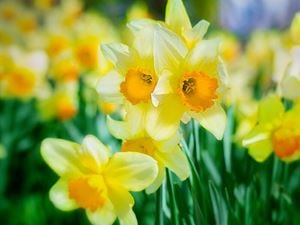 daffodil