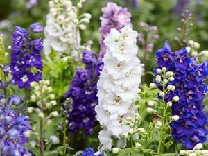 larkspur