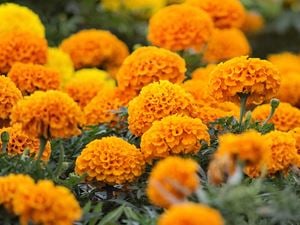 marigold