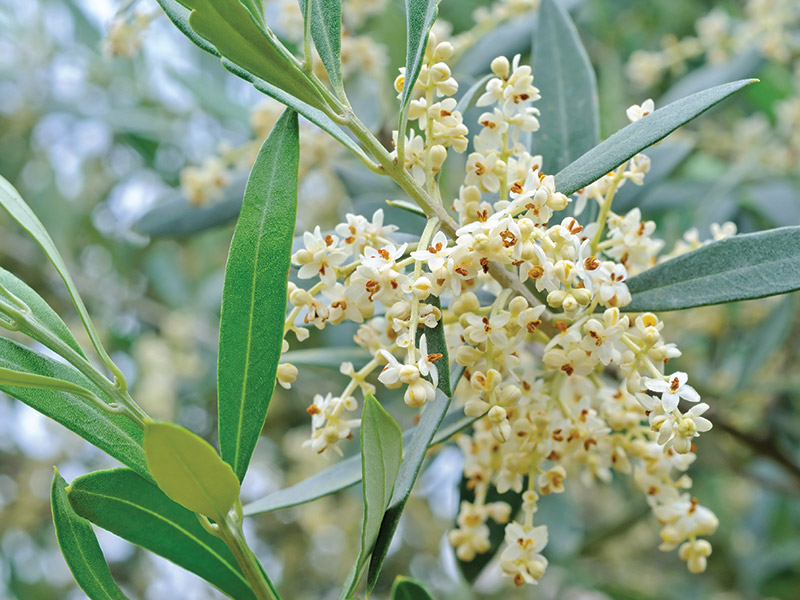 Olive Tree Blossoms