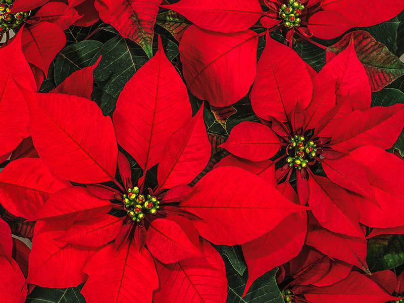 poinsetiia